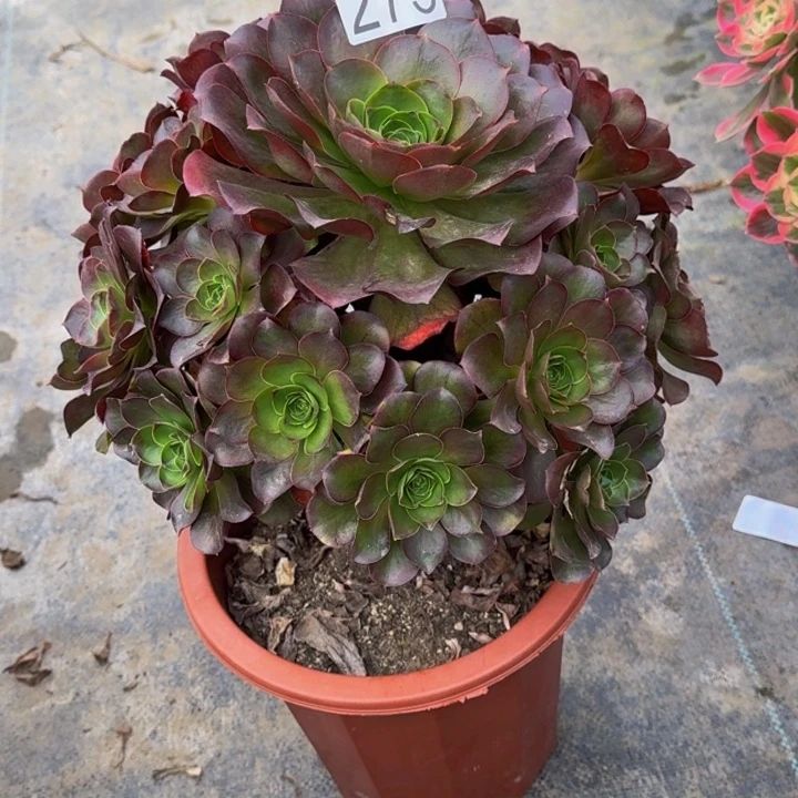 0000000000273魅金玫瑰