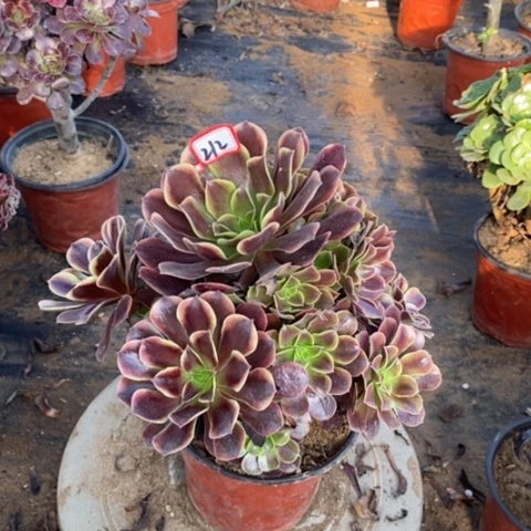 欧嘉莉捧花一物一拍