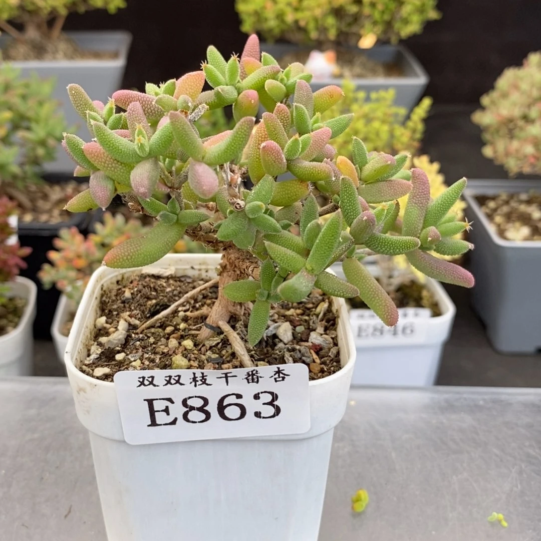863玉米。