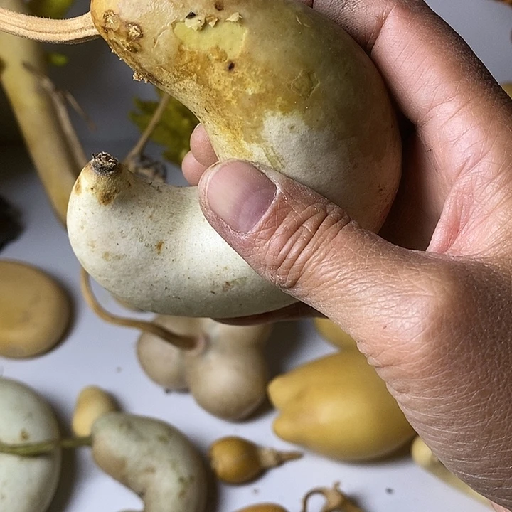 ✘***人青皮葫芦手把件腰子