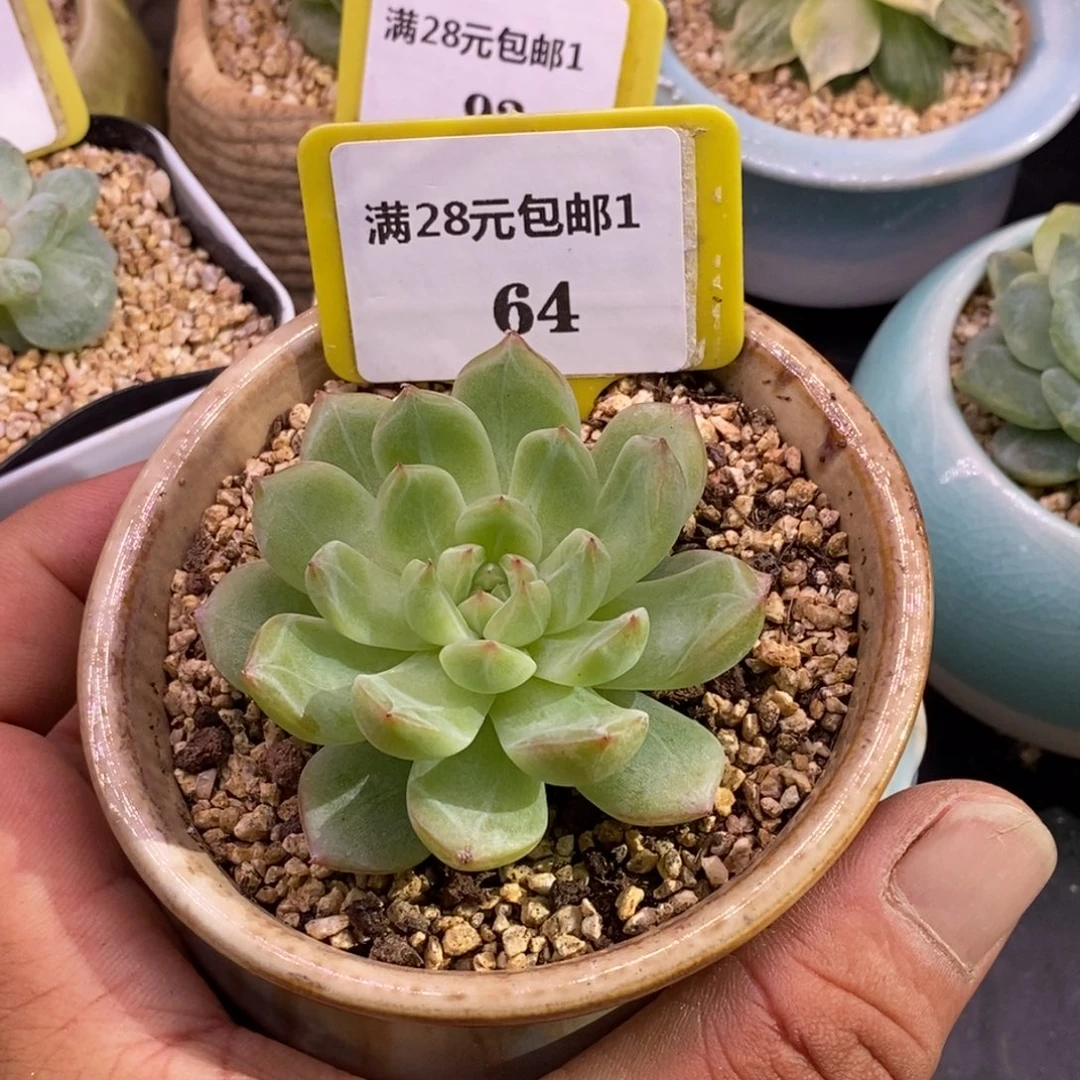 164雪花珍妮单头福利……