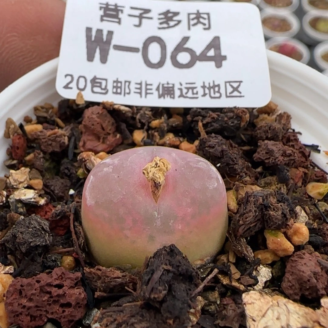 带盆土发货。