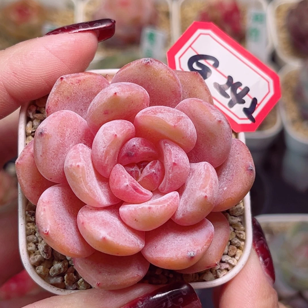 G242一物一拍 荧光泡泡