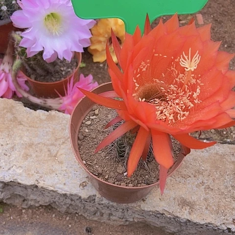 许***凡仙人掌彩草一10摘花脱土发货