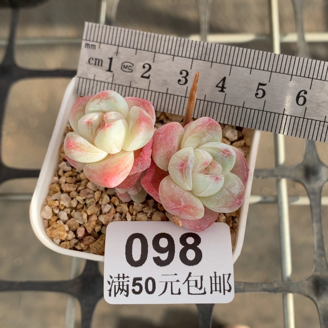 98小树冰玉双头带崽冠服5
