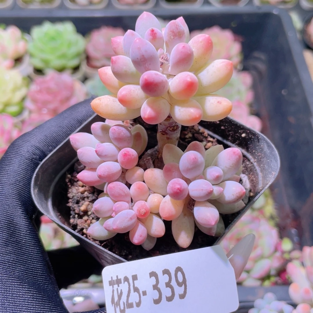 花利美25-339婴儿手指