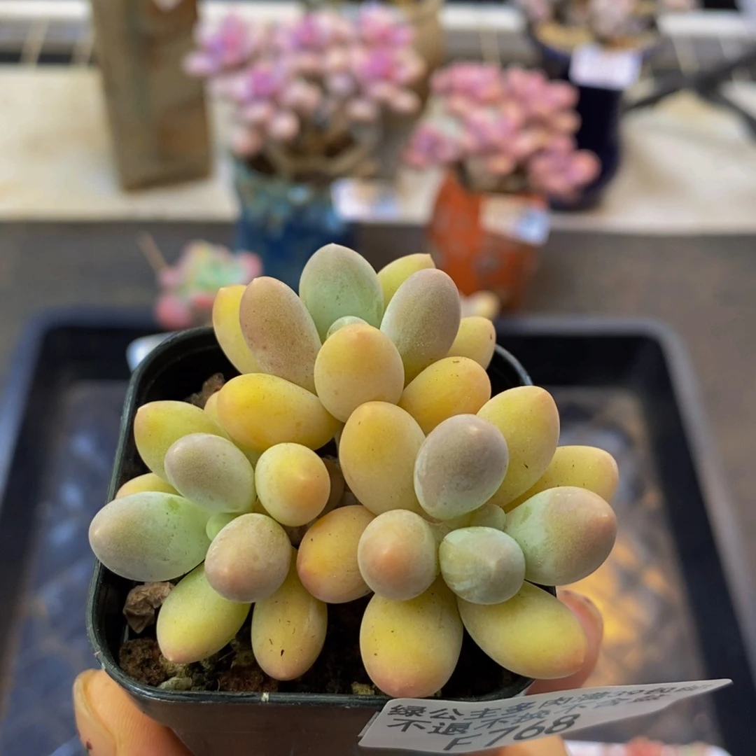 768 黄金香水手指5厘米