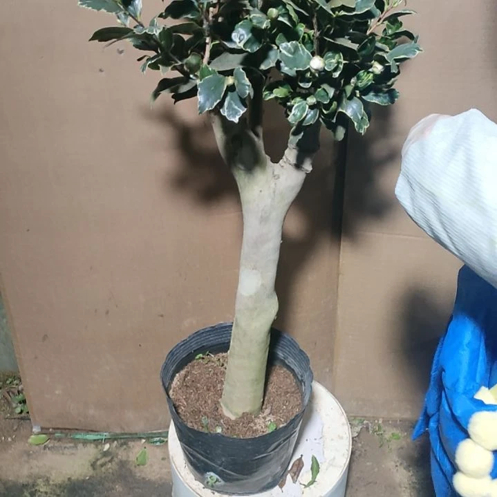 267金边白天鹅，原盆原土发货，不包邮