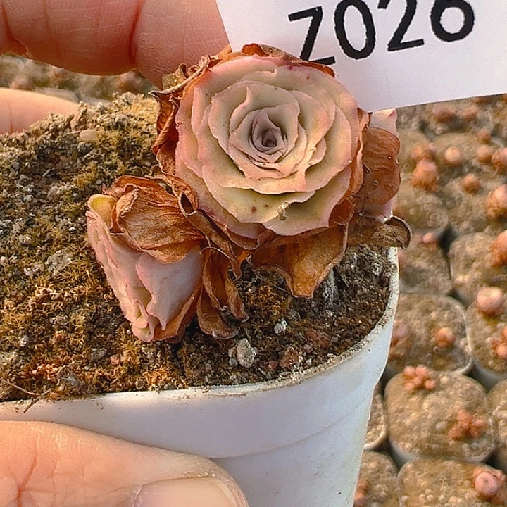 朱026 绝色一号群