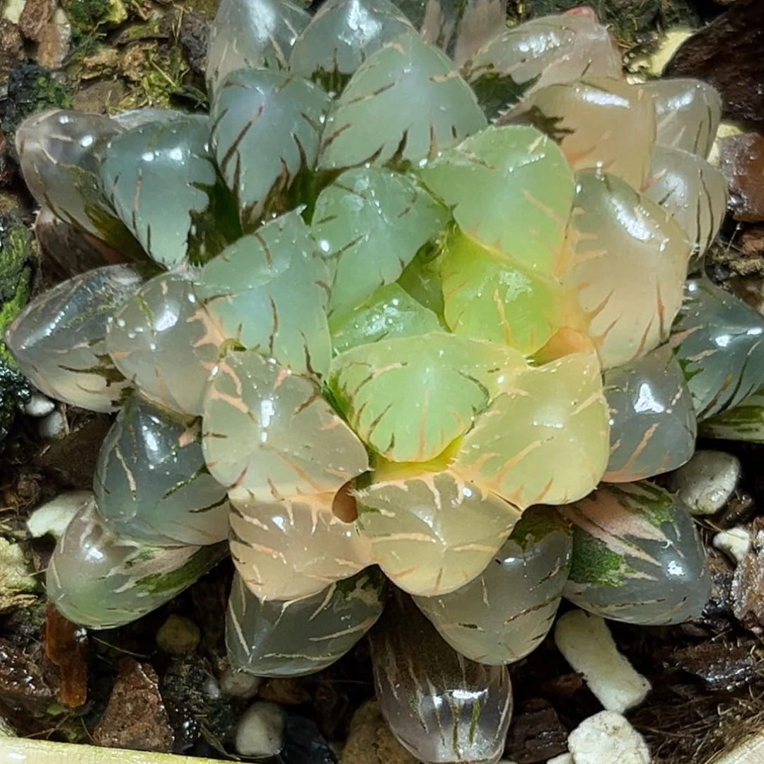 恭喜发财大吉大利599