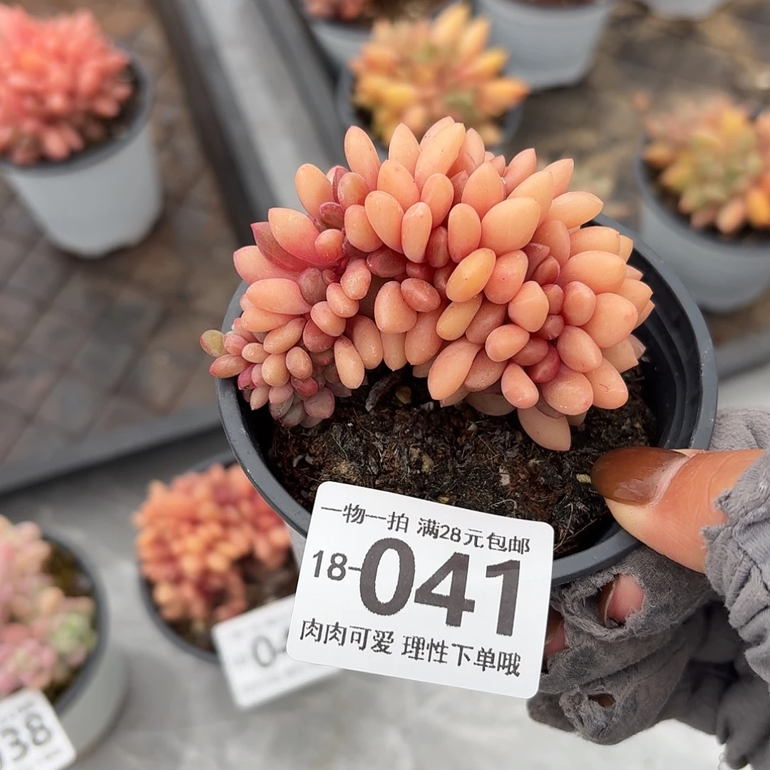 桃花源缀无盆土发货无