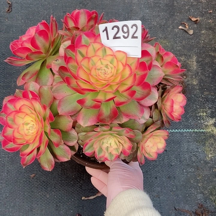 红陶1292荔枝3冠服18.20