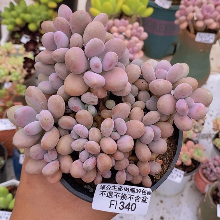 糖果桃蛋老桩有砍不包整13cm340多肉植物