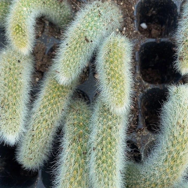 九尾狐1.5带土发