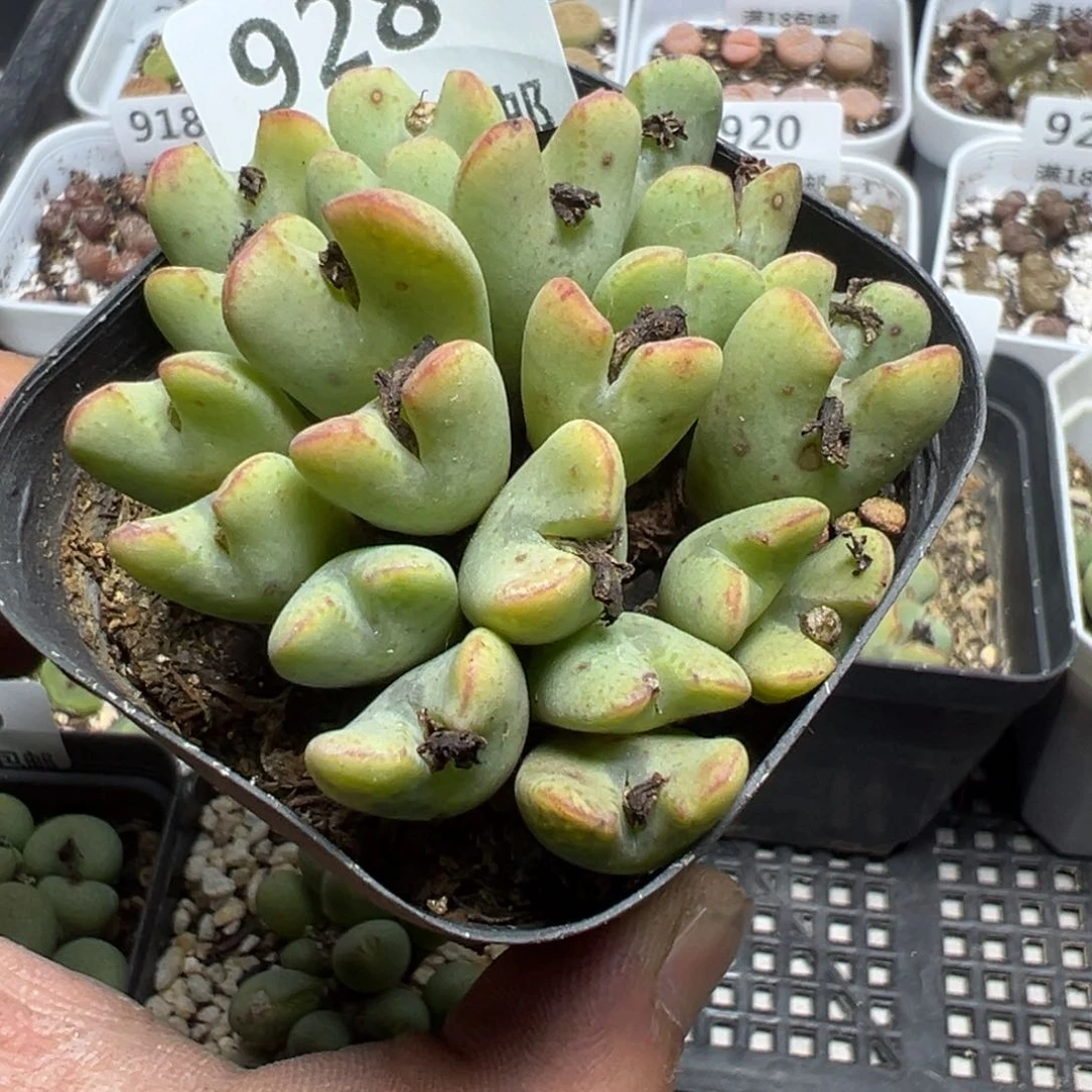 【闪购商品】 928。