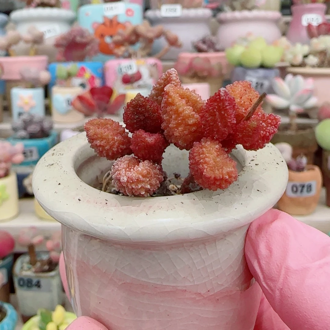 甜***爱荔枝皮 带盆种好