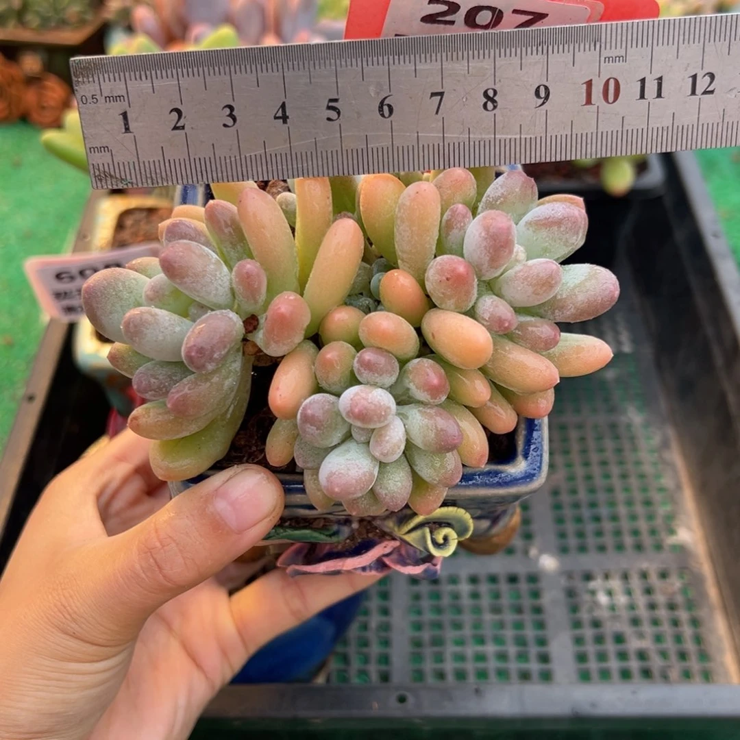 表妹精品多肉植物207.