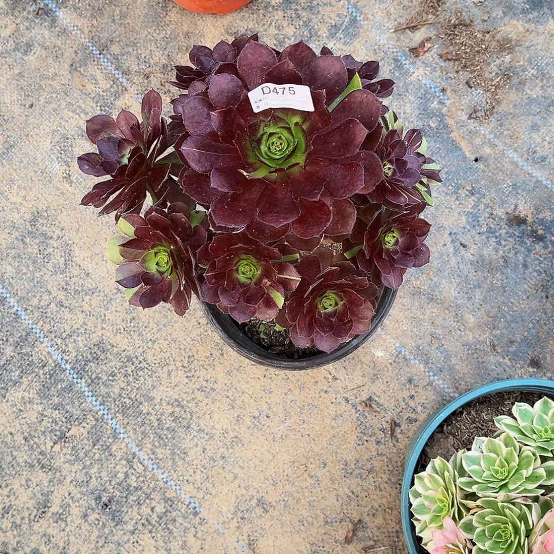 多肉植物475黑美人