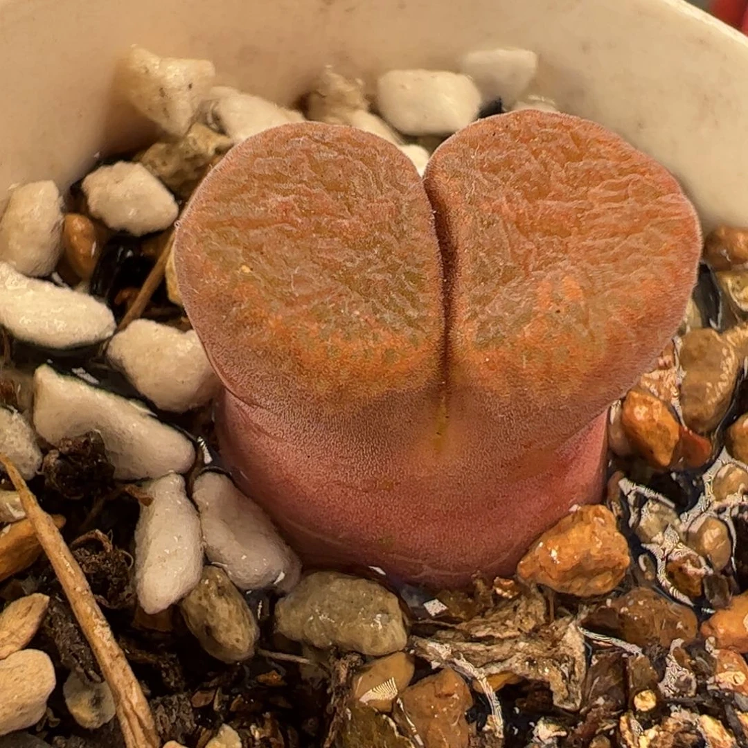 04.5多肉植物百科