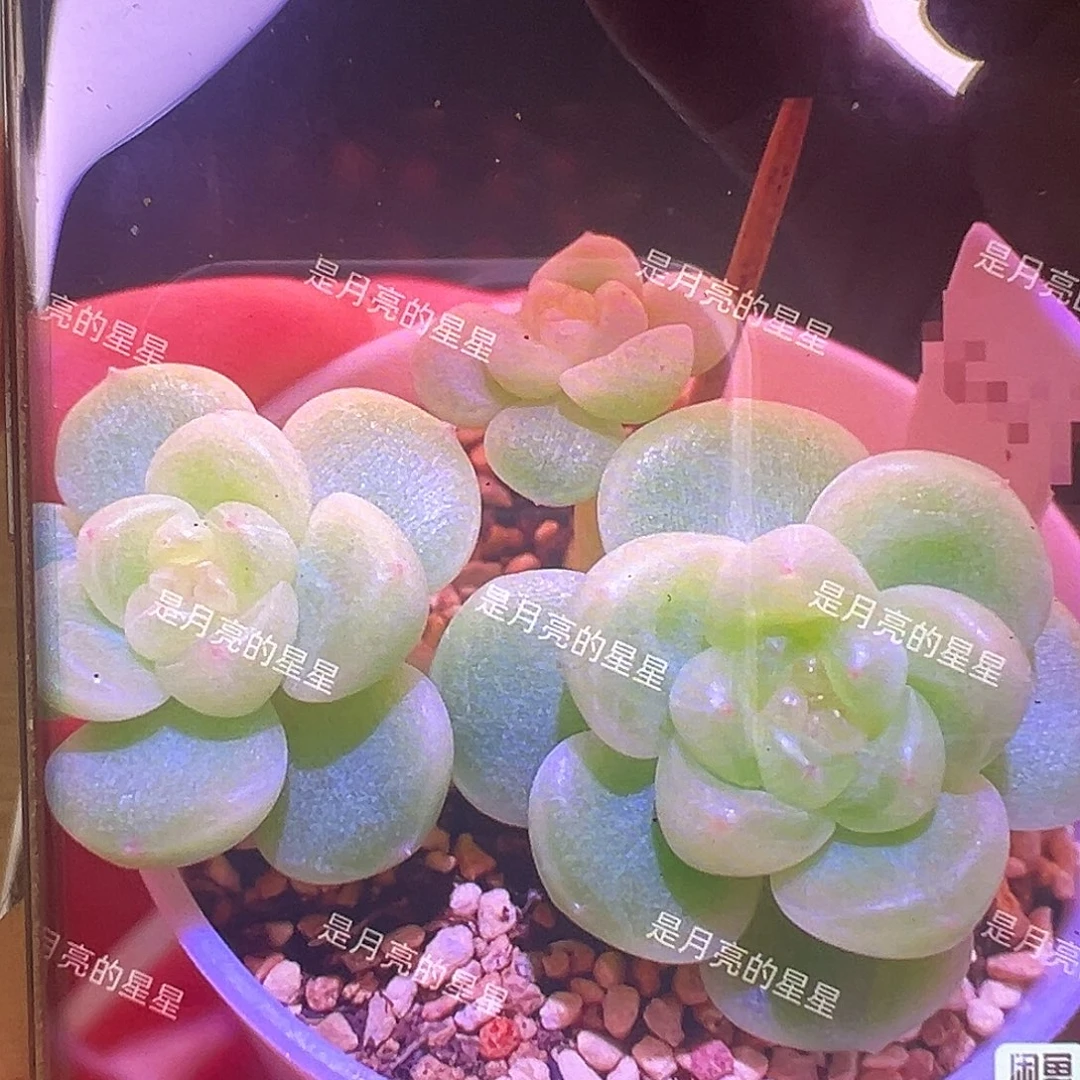 Pc11财富密码状态图。