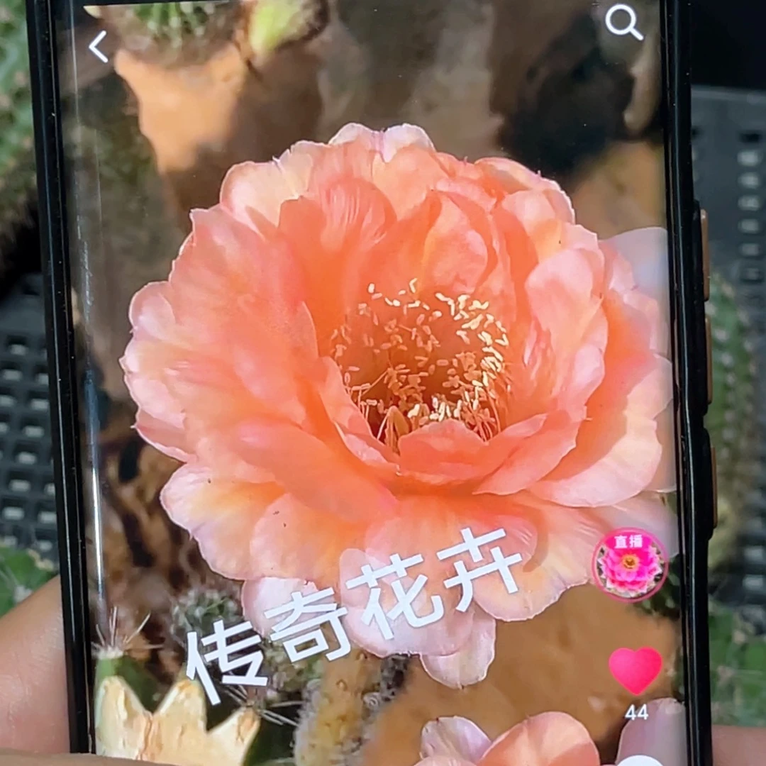 彩草 温柔侧芽 歪 满20包邮5公分冠幅