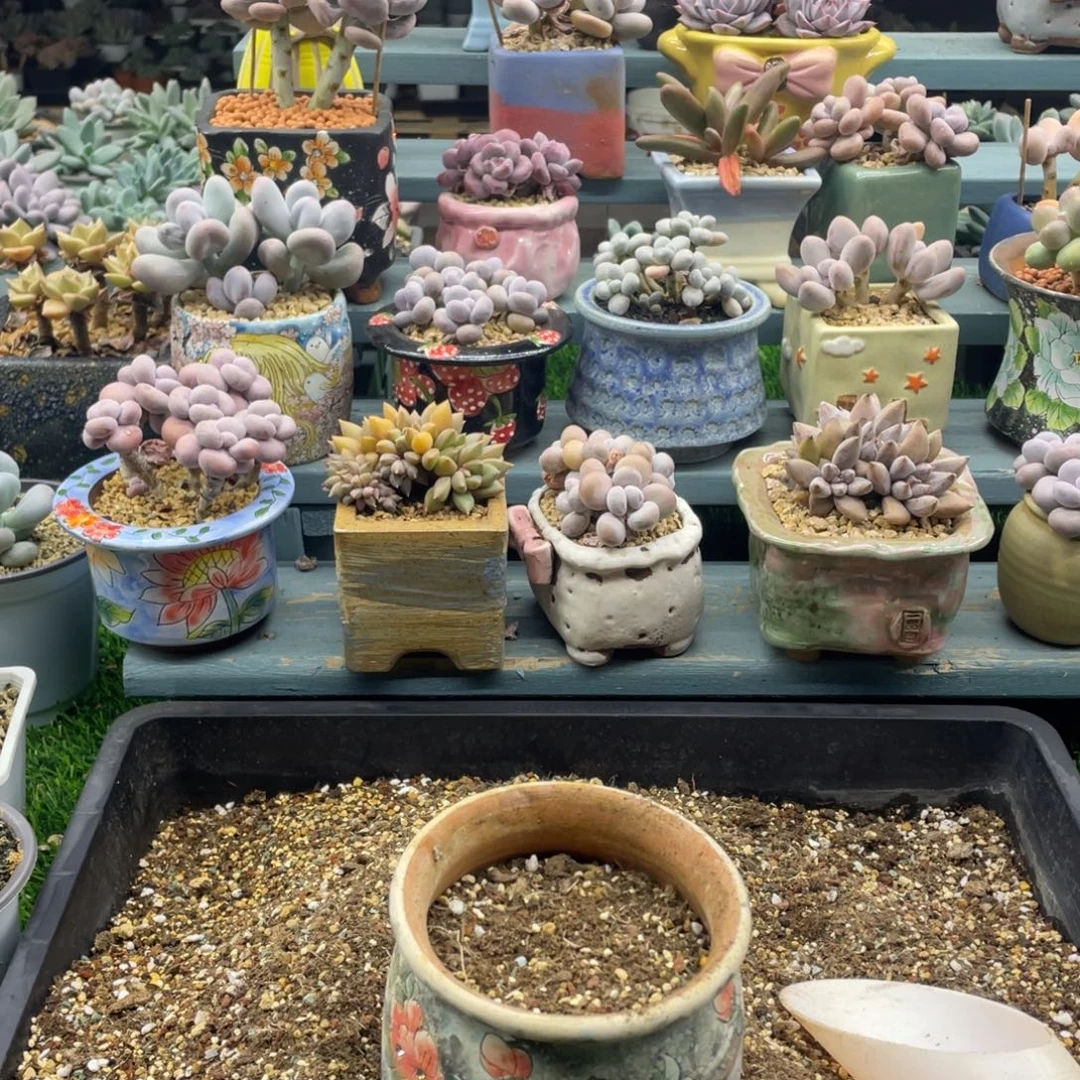 ****多肉植物多肉植物
