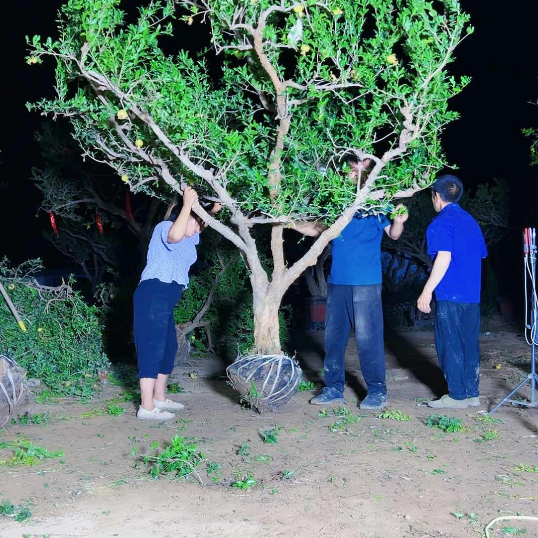 无花朵健健康康快快乐乐