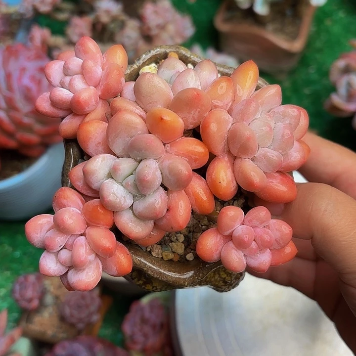 老桩香水 一物一拍