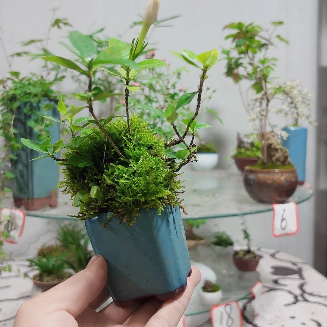 无花朵静**露一物一拍 所见即所得1