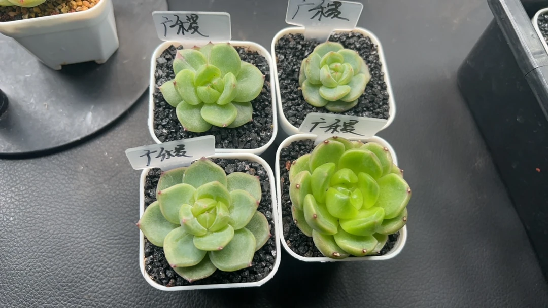 知和的多肉专拍链接