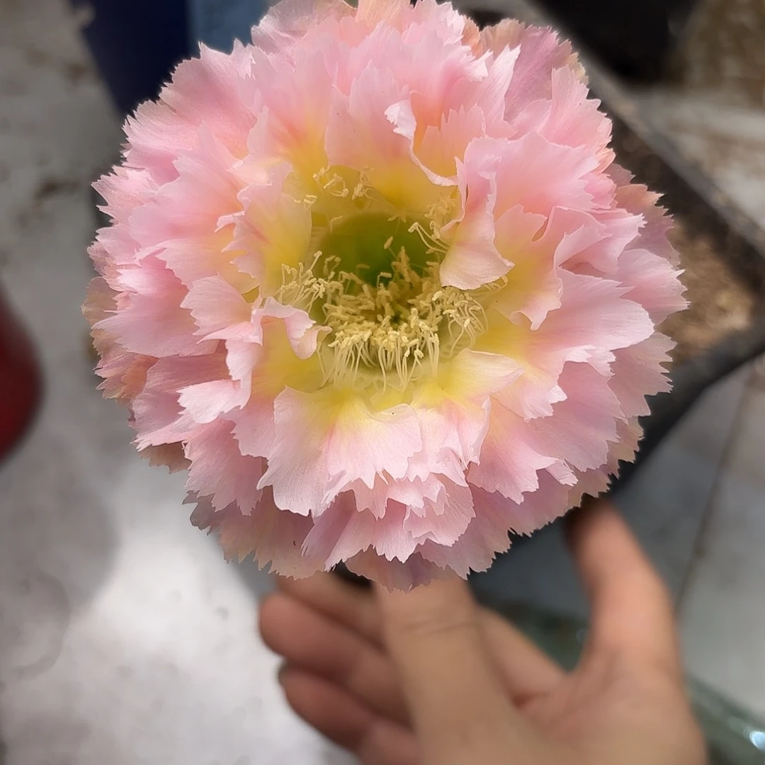 彩草颜如玉2.5-3公分侧牙