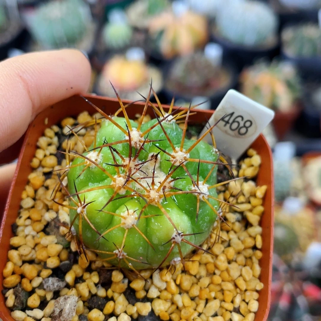 圆盘玉狂刺锦盆5公分满25包邮裸根发货