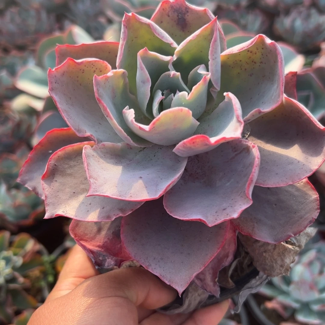 多肉植物晚霞单头