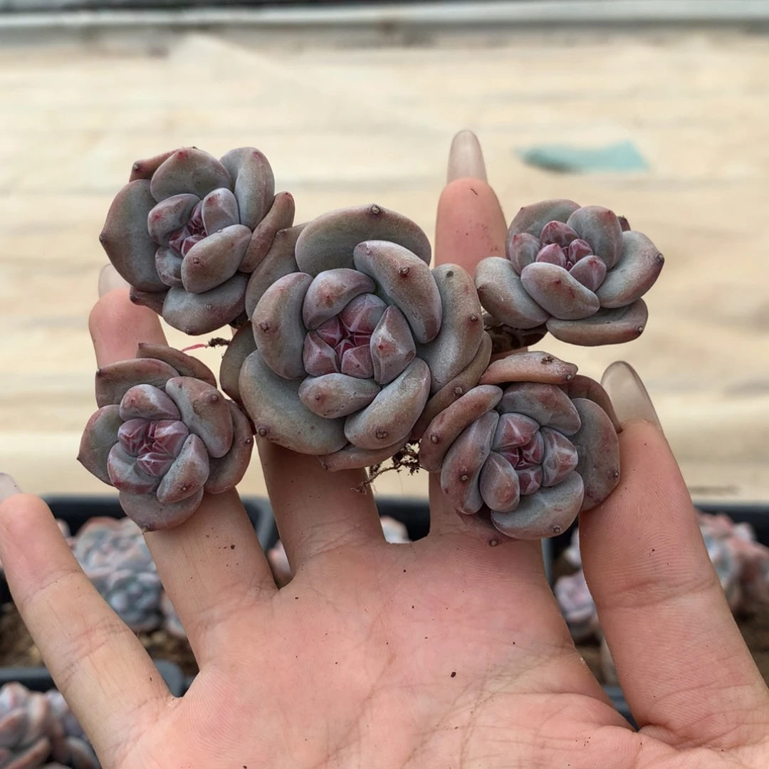 石榴籽无砍小脸五头
