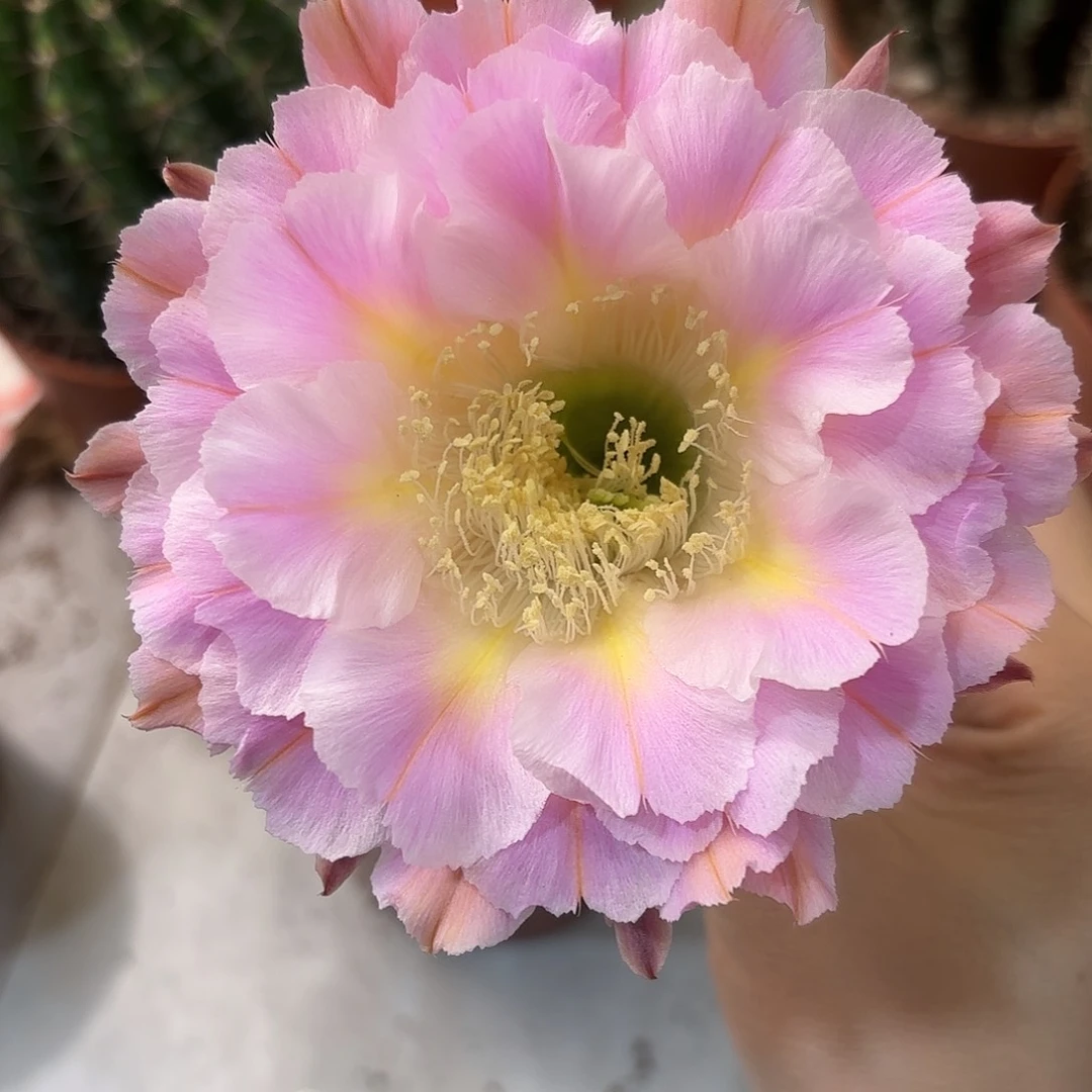 彩草紫霞仙子8.5公分左右