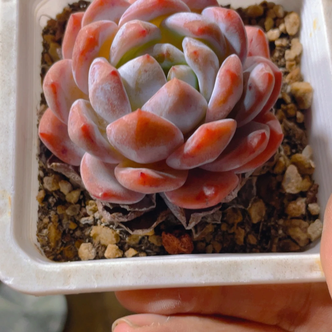 橙子多肉植物一棵
