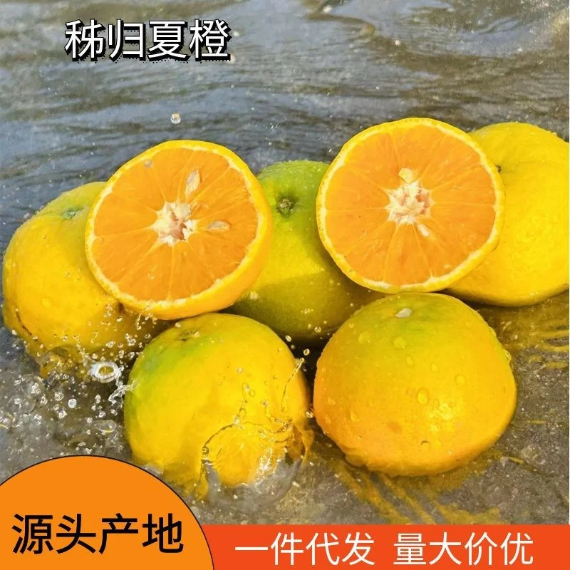 秭归鸟夏橙现摘新鲜薄皮多汁应季当季时令水果脐橙摆摊榨汁橙子