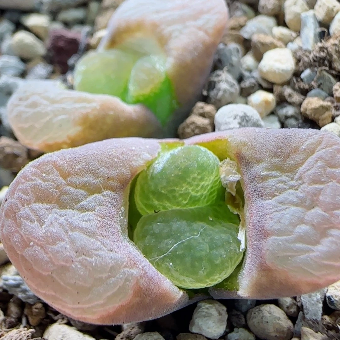 2-22-12-2当天满58包邮特价风铃1cm脱土