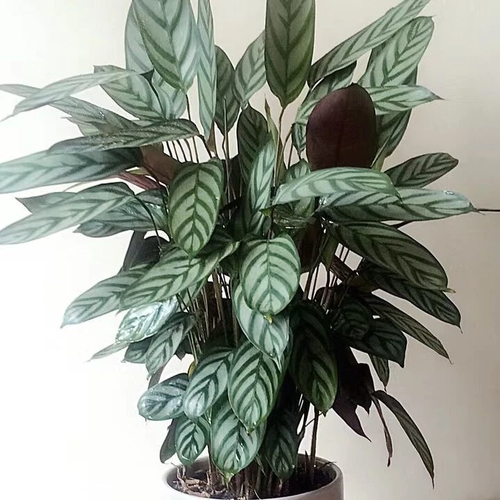 新飞羽竹芋北欧大型室内观叶植物盆栽适合客厅落地