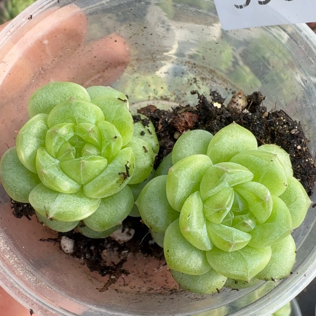 一物一拍一物一拍1107-398