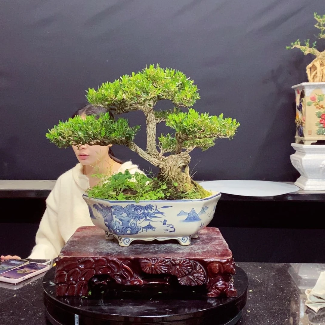 无花朵黄杨盆景雀舌软枝