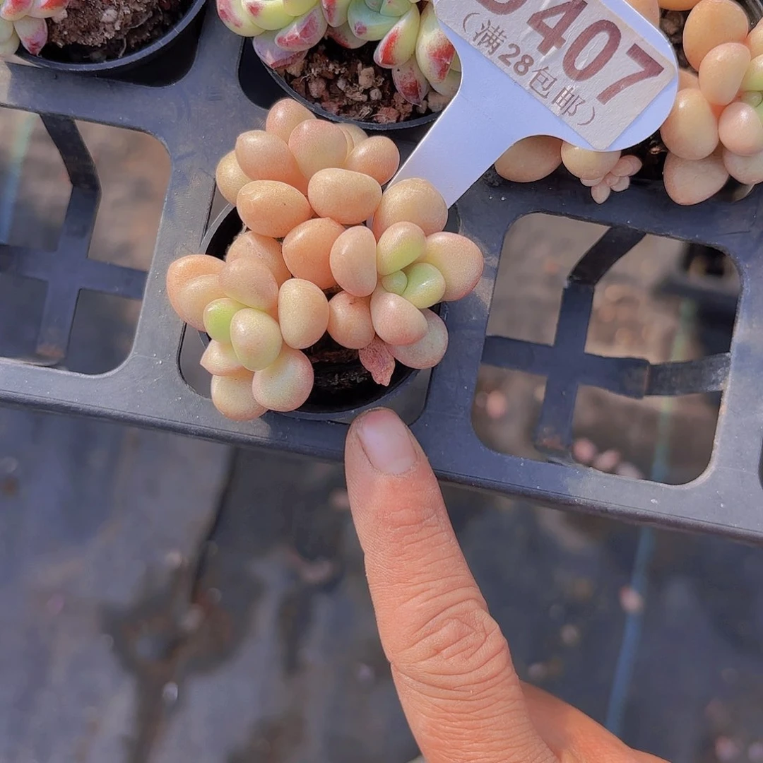 D407先锋派一物一拍