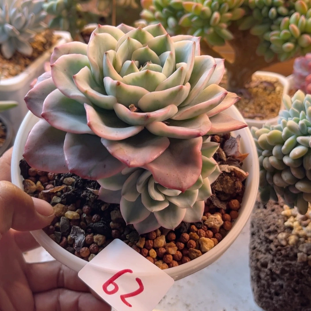 恩***宝8.9-62奶油黄桃锦