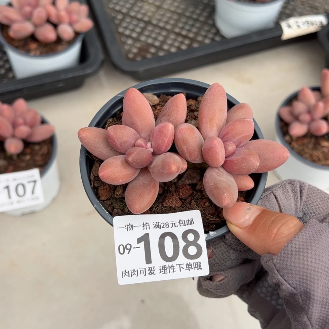 糖果美人多肉多肉多肉