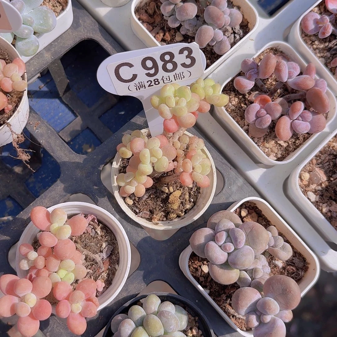 C983鱼子酱一物一拍