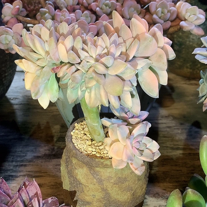 幽灵公主小群整板