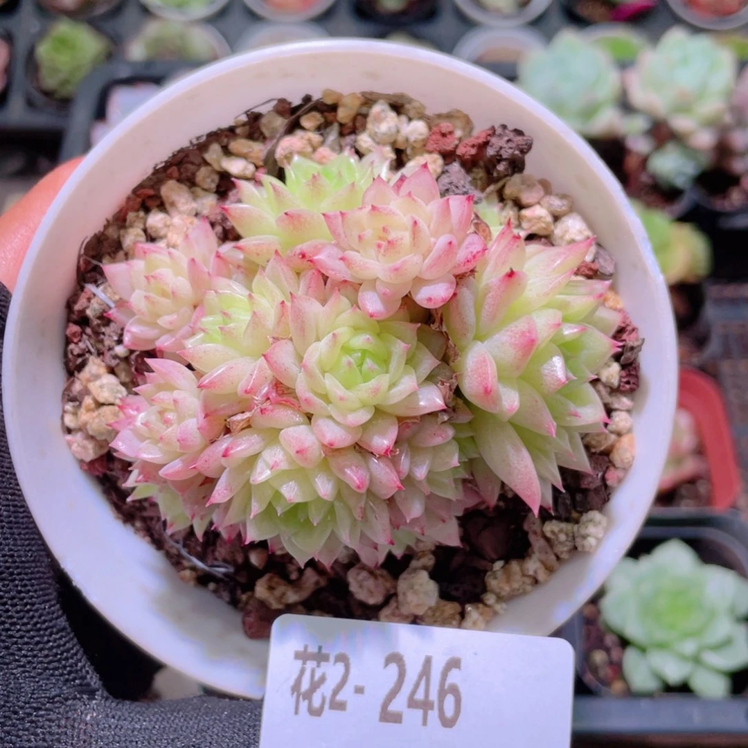 大***凤花利美2-246麦秆群