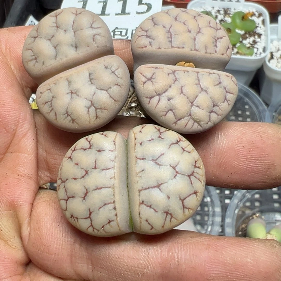 【闪购商品】 1115。