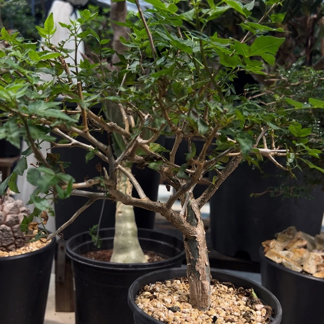 重***）775芳香橄榄带盆发货植物