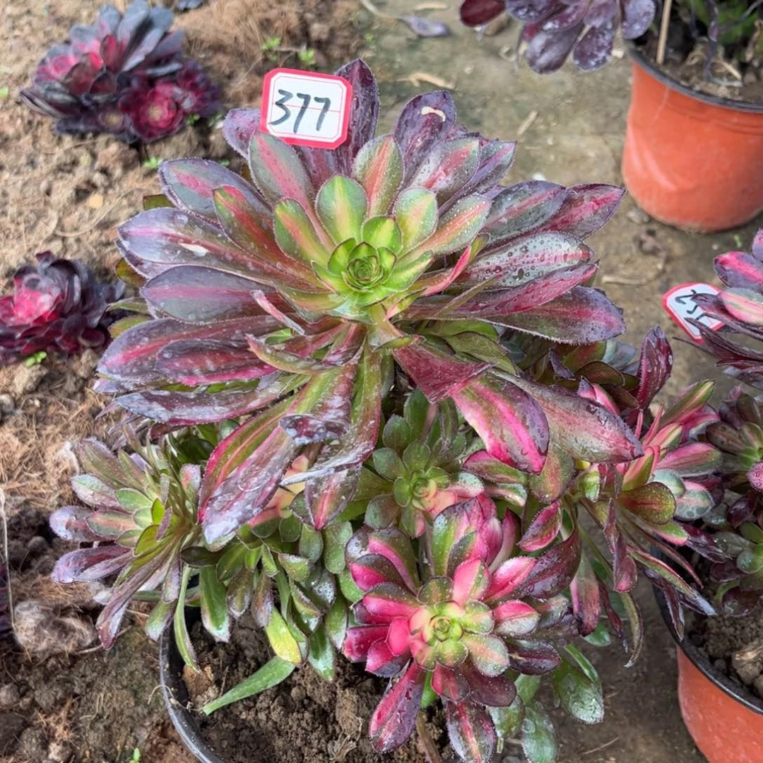 377多肉植物灰法师七彩妖桩子